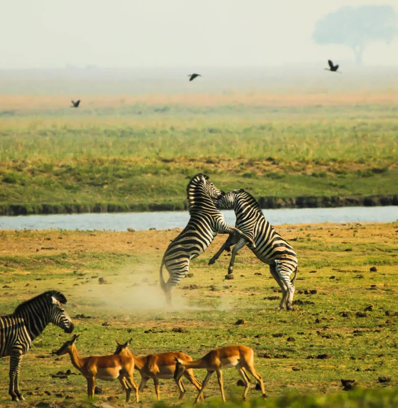 Zebras at Chobe National Park, luxury travel holiday, Botswana