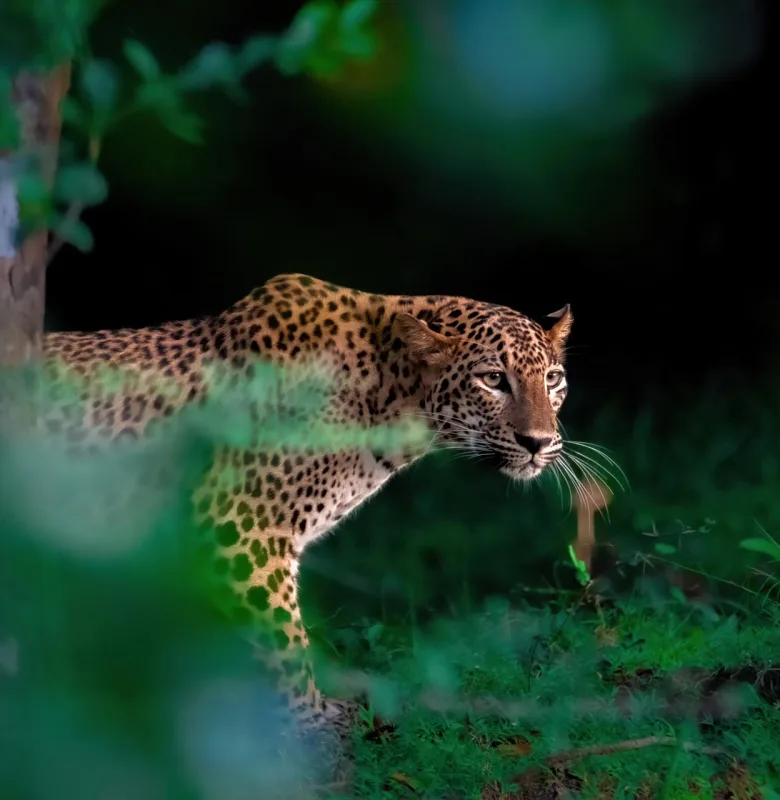 See leopards at Yala National Park, luxury travel holiday to Sri Lanka