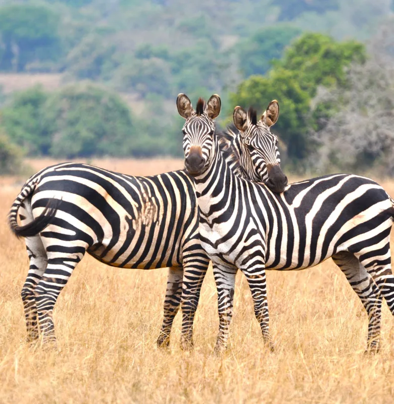 Zebras spotted on a luxury travel holiday to Akagera National Park in Rwanda.