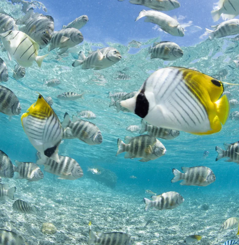 Bora Bora, French-Polynesia, luxury travel holiday,Tahiti