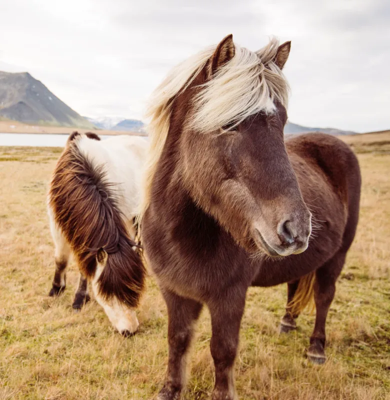 Icelandic horses, luxury travel holiday, Iceland