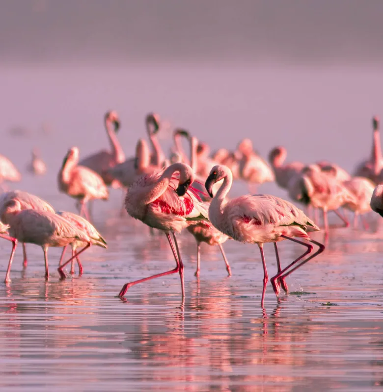 Flamingoes spotted at Lake Nayvasha, Kenya on a luxury travel holiday.