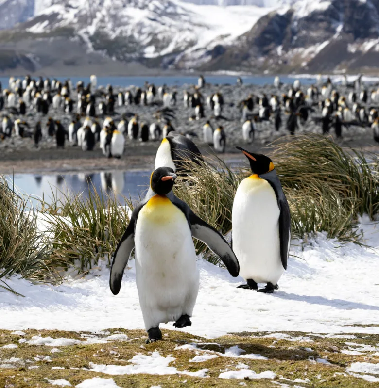 Salisbury Plain, South Georgia, luxury cruise holiday, Antarctica