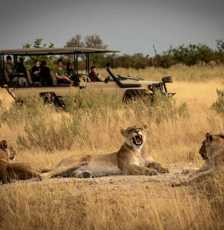 Okavango Delta Safari during a luxury travel holiday, Botswana