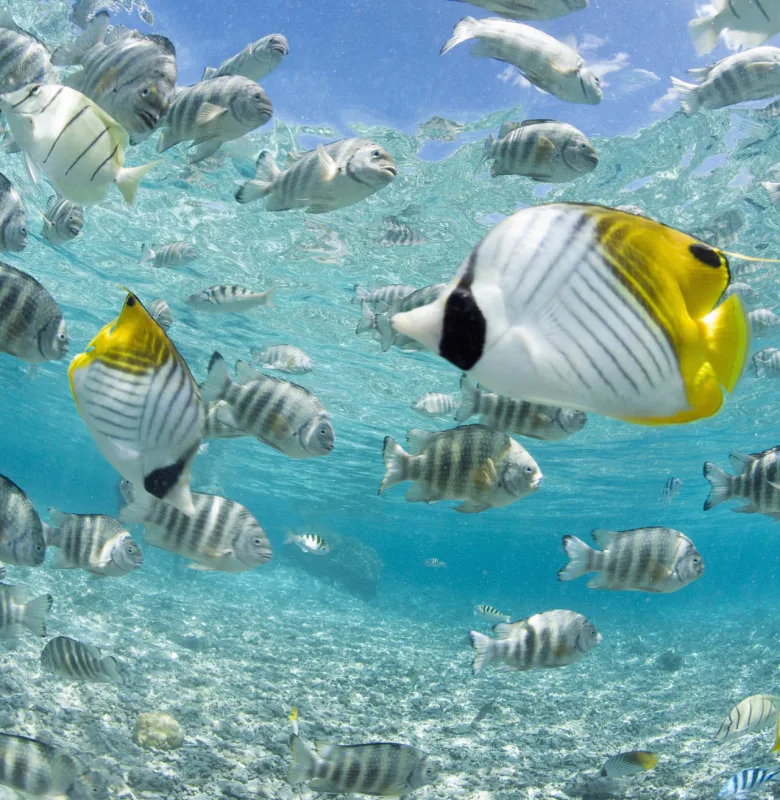 Bora Bora, French-Polynesia, luxury travel holiday,Tahiti