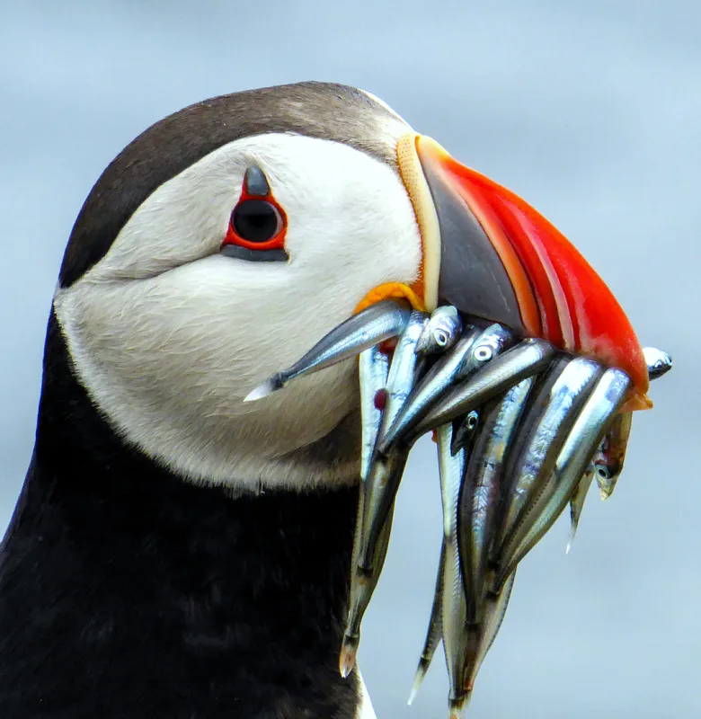 Scotland Luxury holiday POI 1 Para 2 Puffin