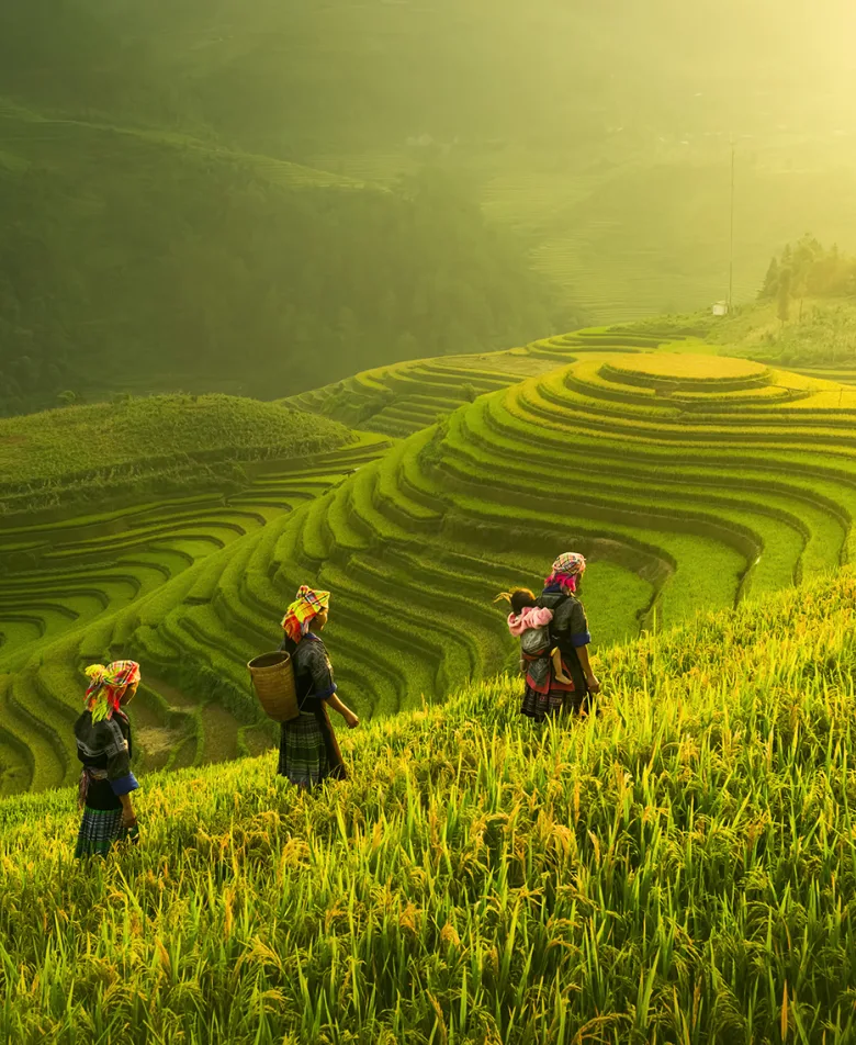 Rice fields in Vietnam