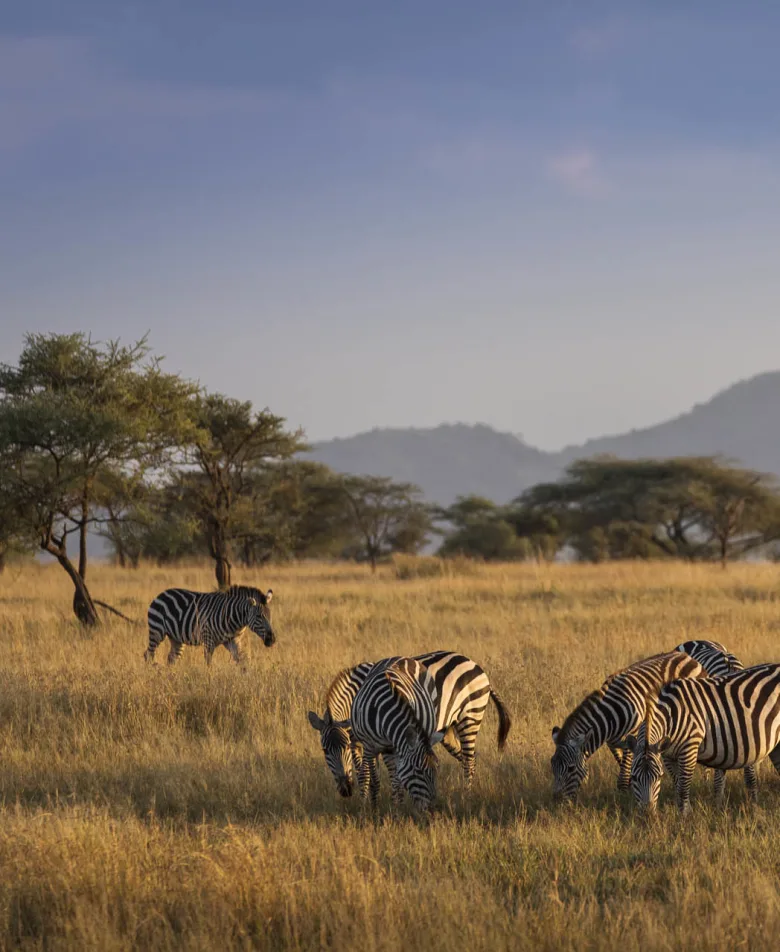 Luxury travel holiday game drive with zebras in Serengeti National Park, Tanzania