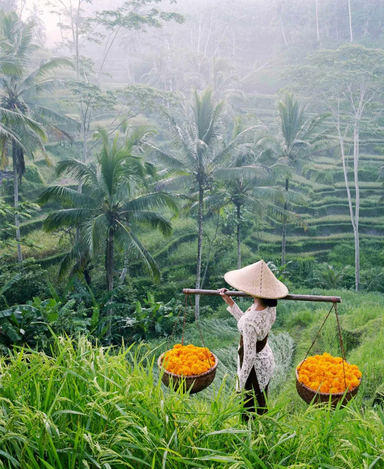 Rice fields in Ubud, luxury travel holiday, Bali, Indonesia 