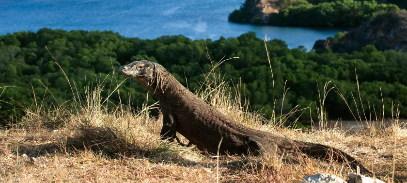 Day 5-6 Komodo National Park