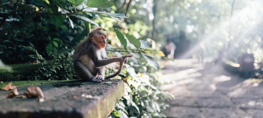 Ubud & Rice Fields Tour
