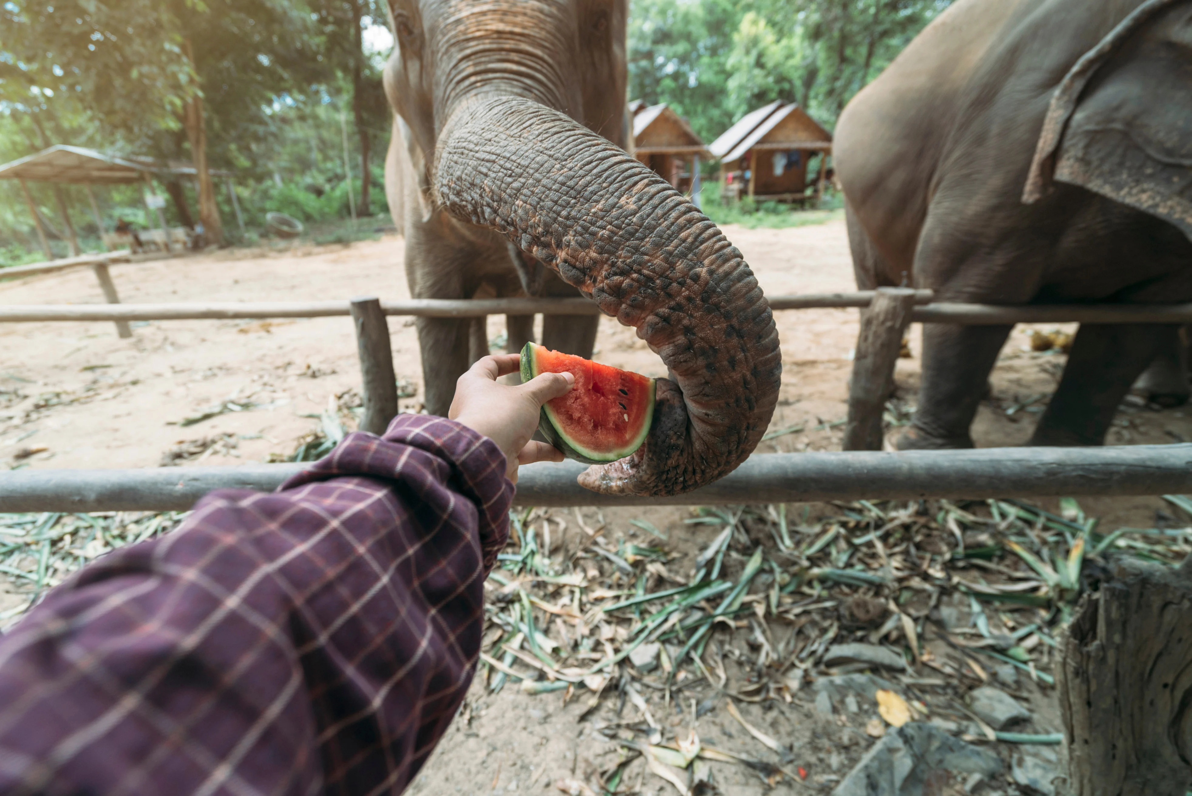 Handing feeding an elephant watermelon