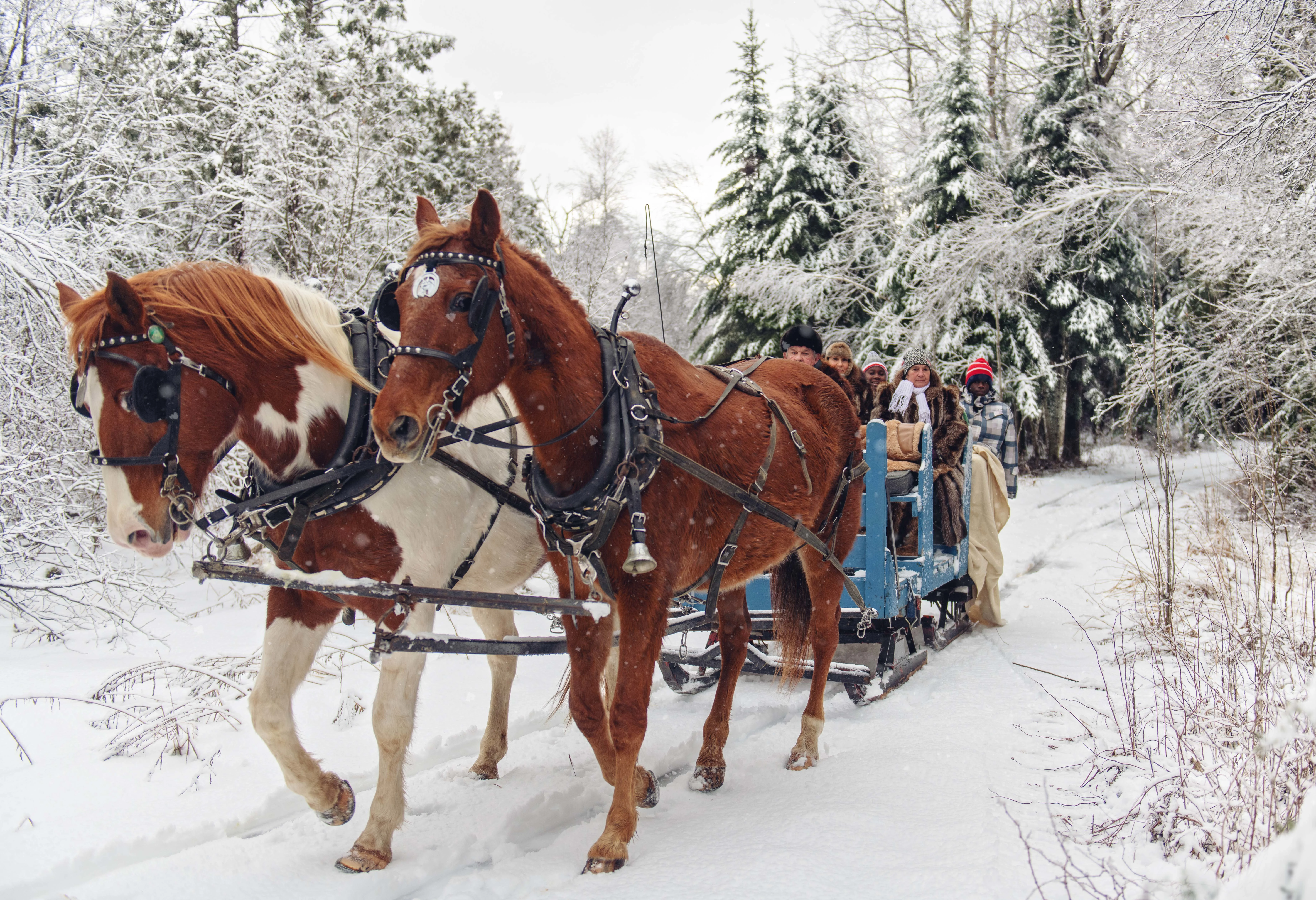 Group snow sleigh ride, Canada