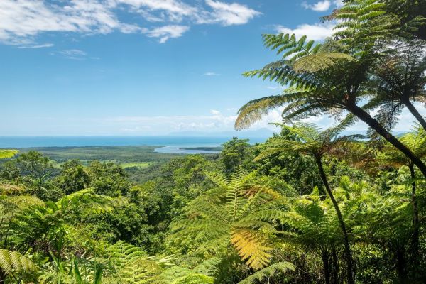 Distant shot of bush land and ocean in Daintree National Park