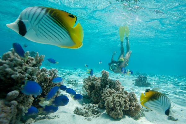 healthy woman snorkeling swimming underwater with tropical fish in tahiti during summer vacation