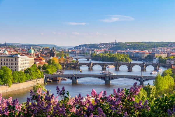 The blooming bush of lilac against Vltava river and Charles bridge, Prague