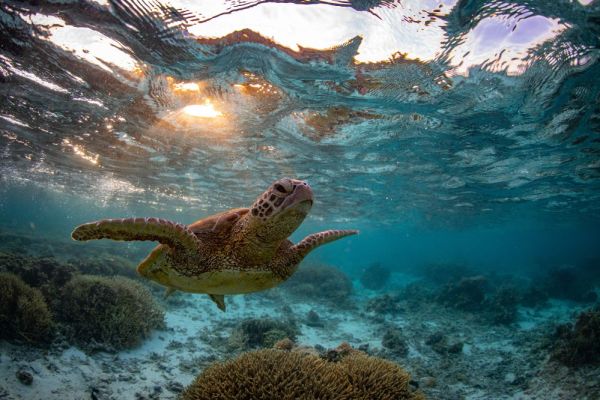 Turtle swimming underwater with sun light peaking through behind