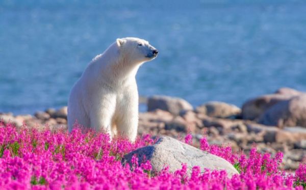 polar bear in sunshine