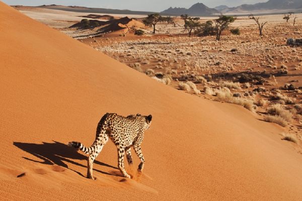 Cheetah walking down a sand dune towards flat grassland