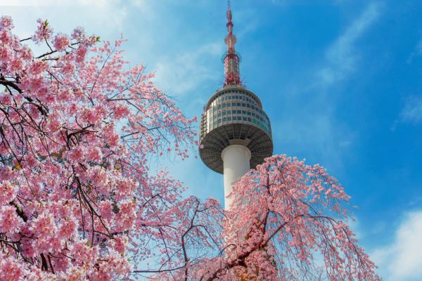 Cherry blossoms and the N tower in Seoul