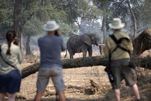 Man taking picture of an elephant with two safari staff