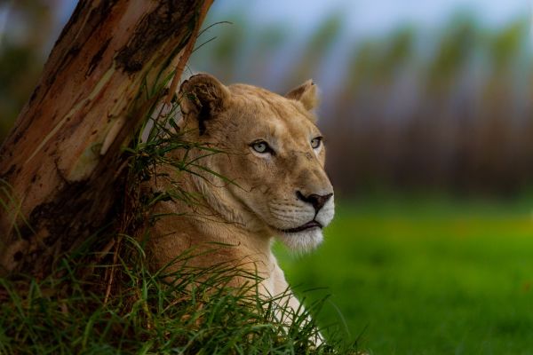 Lion sitting and leaning against a tree