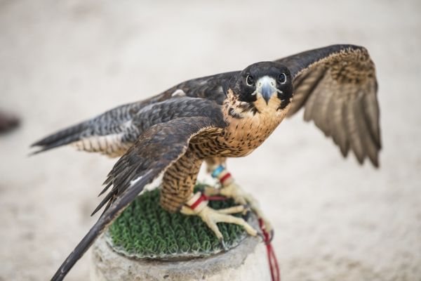 Portrait photo of a hawk with its wings spread on a green pad attached with red rope