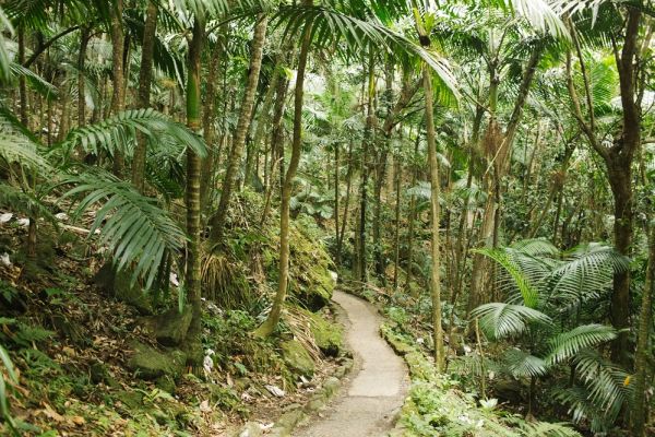 Man made pathway in the middle of a forest hike