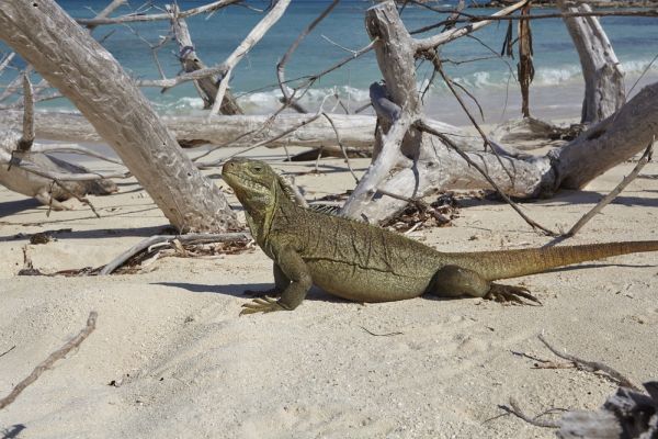 An Iguana siting on a beach with tree branches on the ground behind