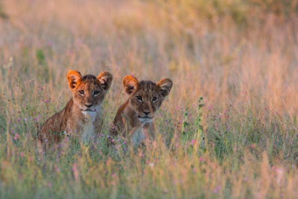 Two lion cubs sitting in long grass