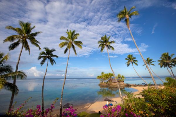 Palm trees leaning over beach and ocean in Fiji
