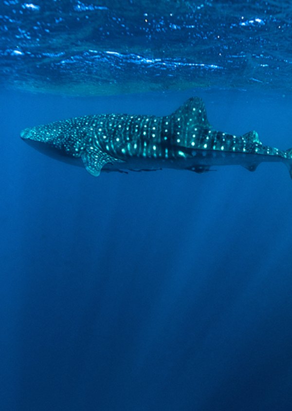 Western Australia Whale Shark