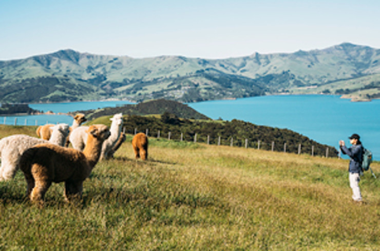 Standing on a hill with alpacas