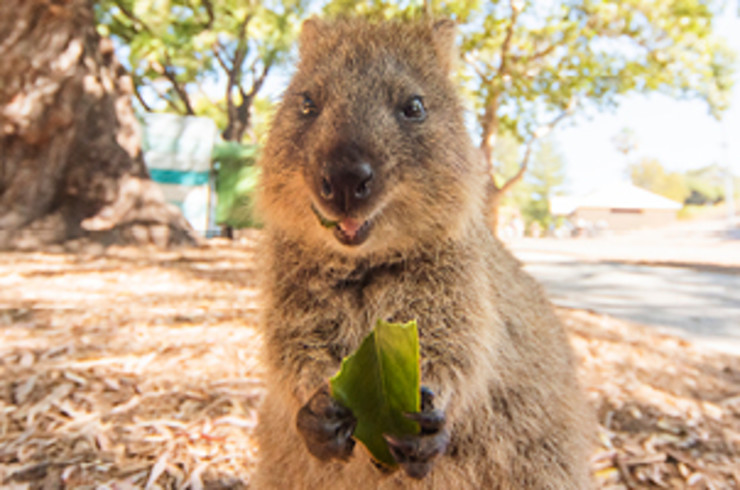 Quokka