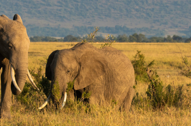 Two elephants grazing on the golden savannah grasslands of Kenya beneath a wide open sky