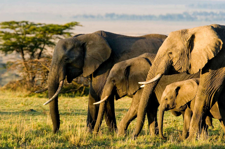 Africa Header Banner