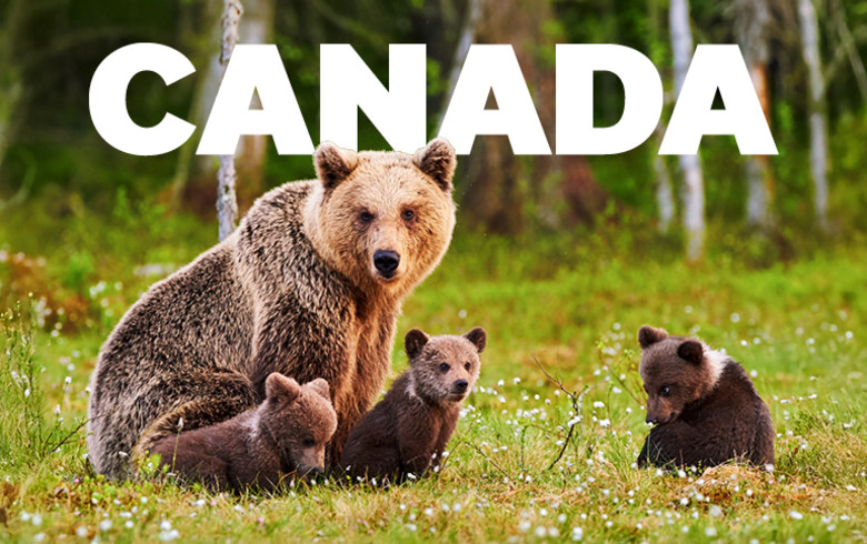 Canada - grizzly bear mum and her cubs
