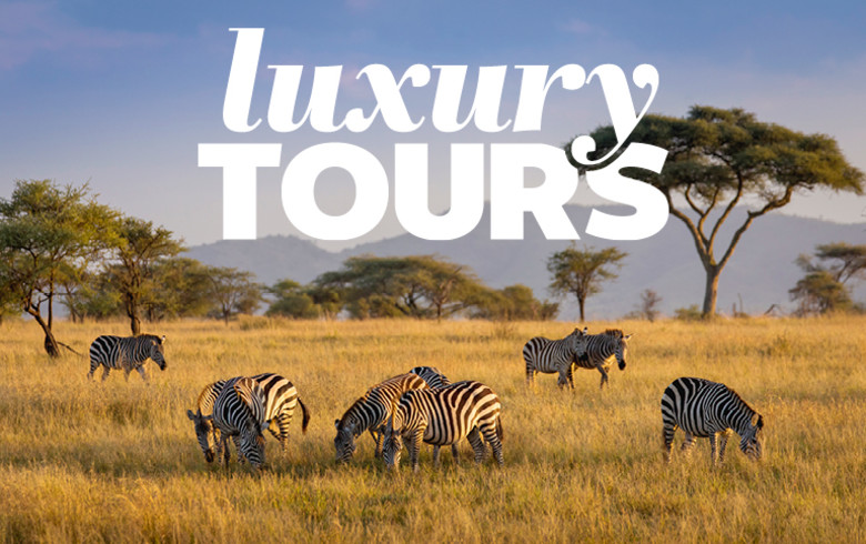 Zebras in a Saharan desert featuring luxury tours