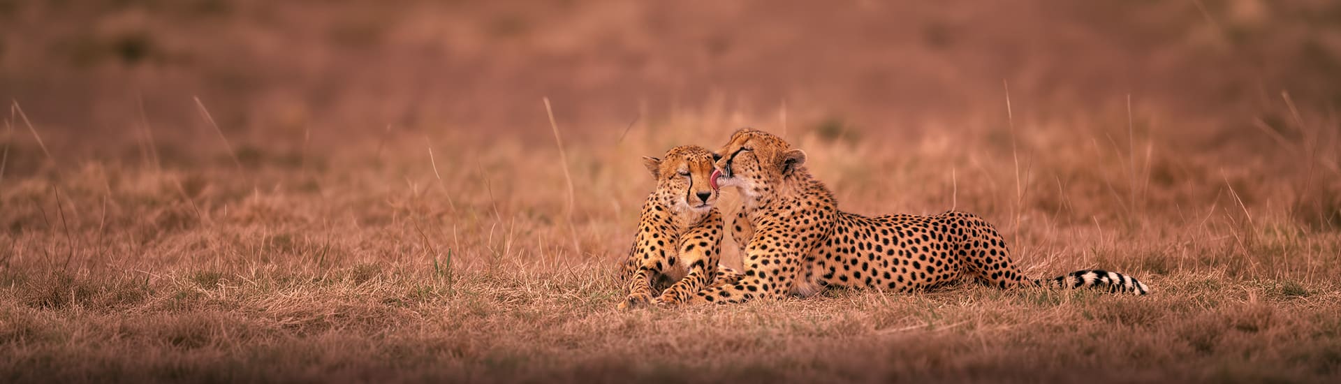 A view of cheetahs regarding a local holiday package.