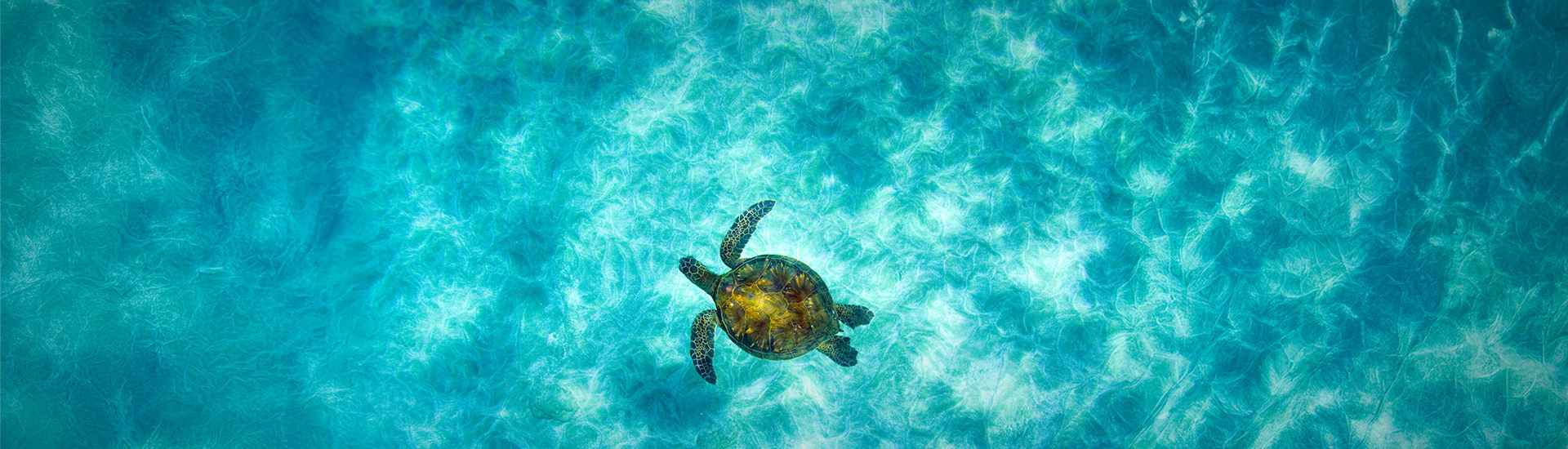 turtle swimming through blue water