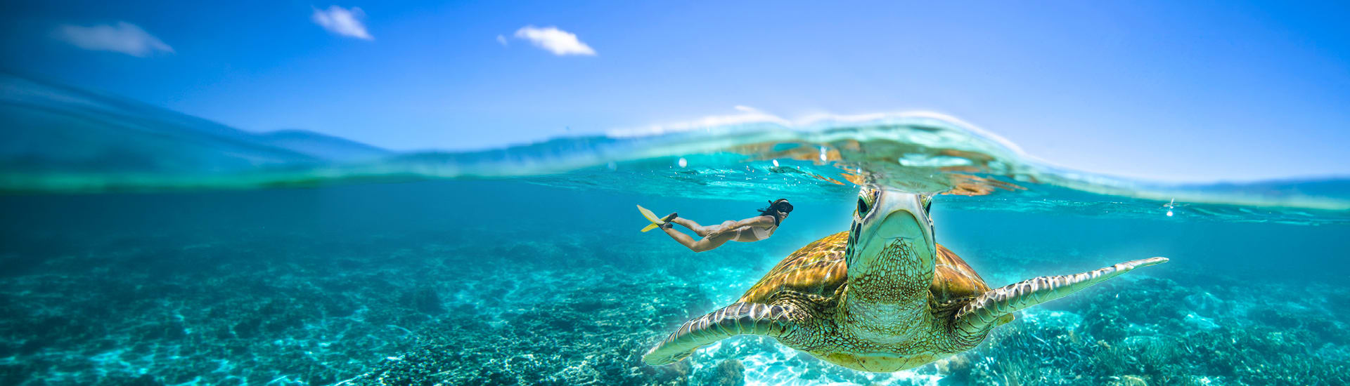 Snorkeller swimming alongside a turtle underwater for the Australia Sale with holidays from $89 per person per night book by 30 Aug