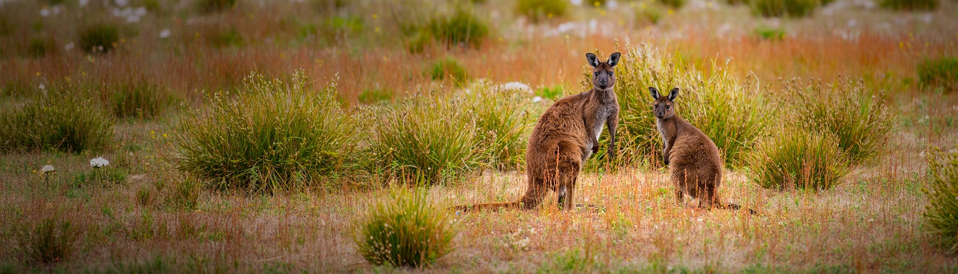 South Australia