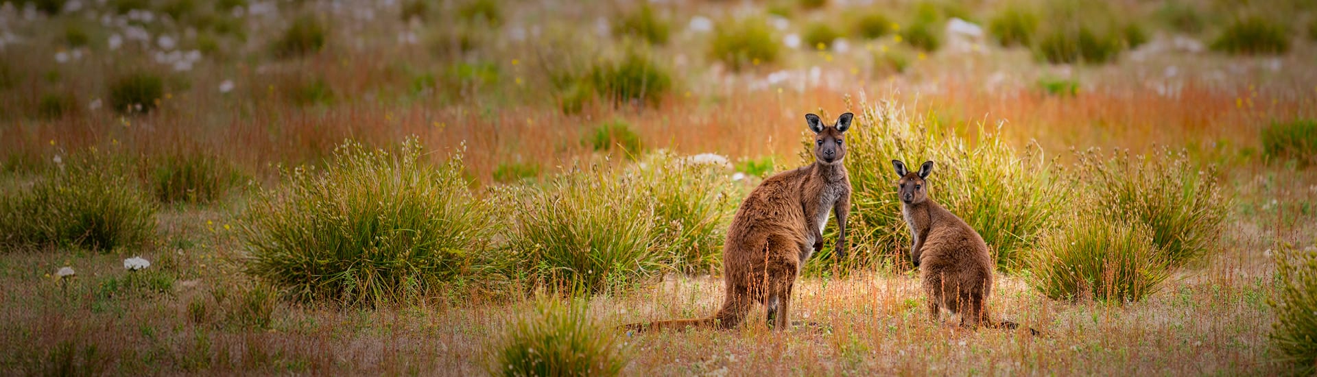 South Australia