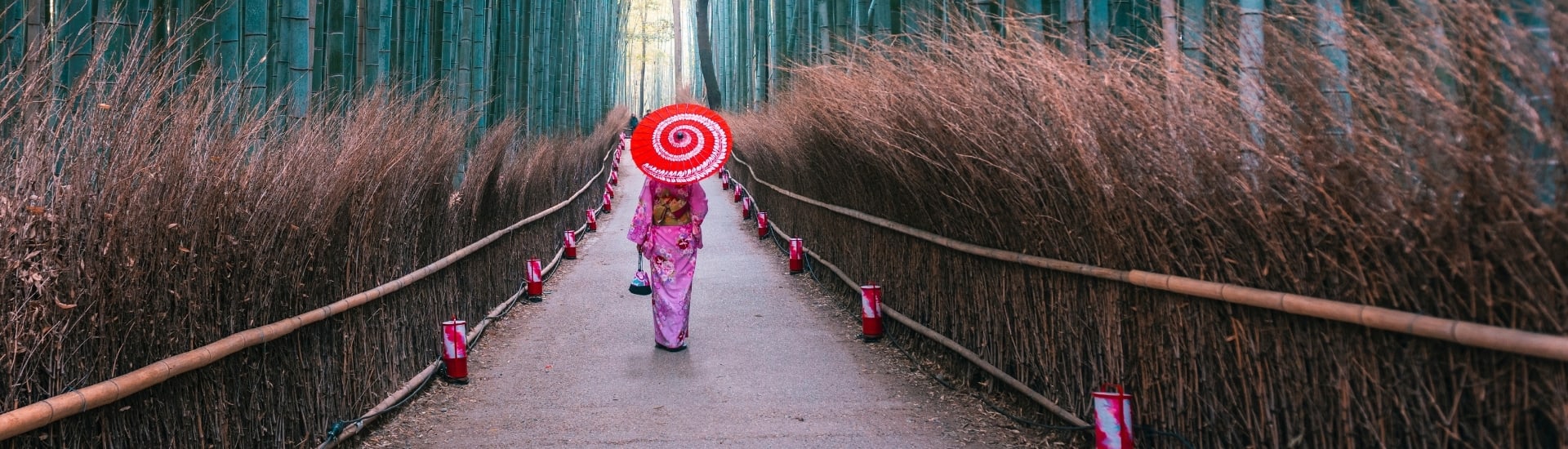 Japan Bamboo Forest