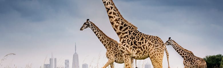 Airport header image