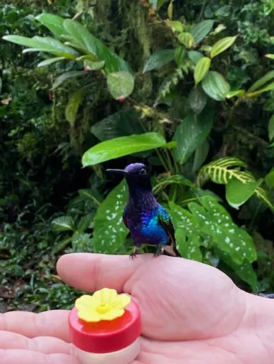 Bird