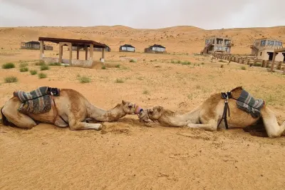 Camels at Thousand Nights Camp One of A Kind Luxury holiday