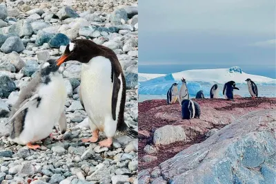 aurora expedition luxury cruise penguin sight seeing