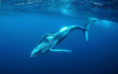Travel Associates Swimming with Tonga's Humpback Whales