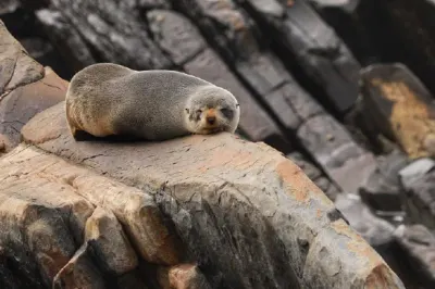Secret Seals Tour, Kangaroo Island, Australia